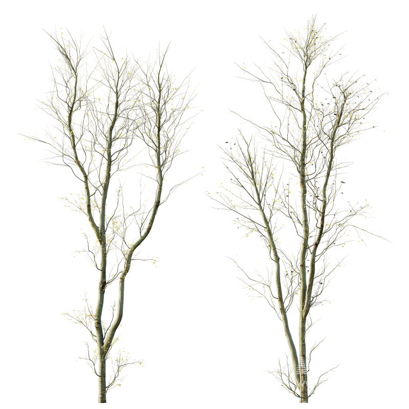 AV Plants Celtis Australis Winter Snow - Image 2