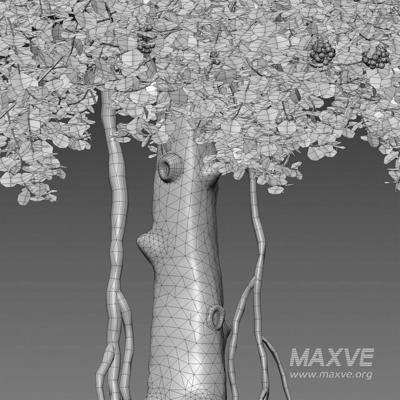 ilex aquifolium – Holly - Image 5