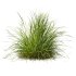 AV 6 different grasses Pennisetum Alopecuroides Lampenputzergras Fountain Hameln and Carex Elata Aurea Grass Version2 - Thumbnail 9