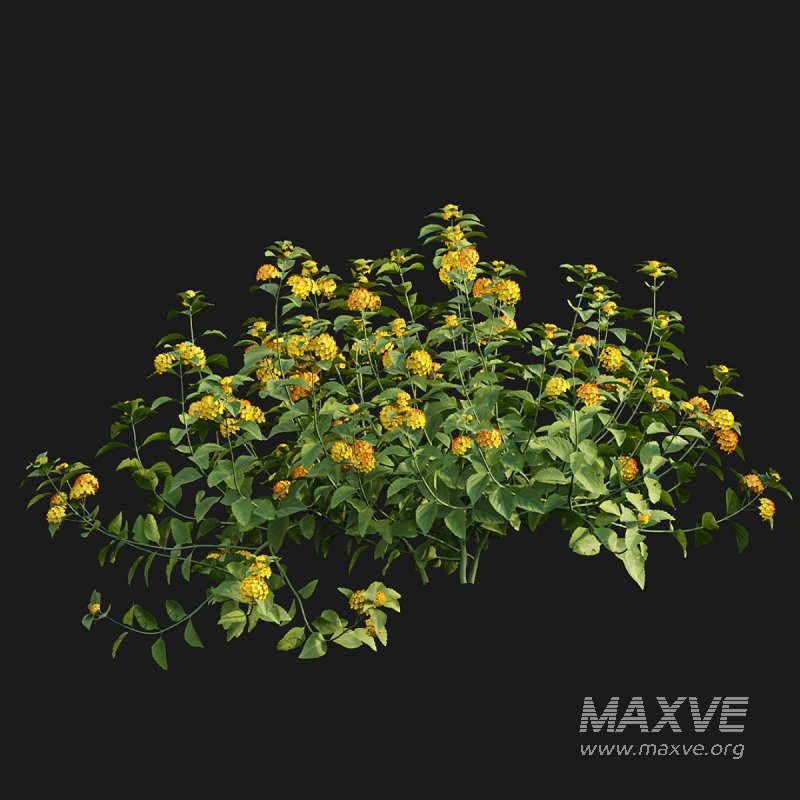 Lantana camara 02 - Image 3