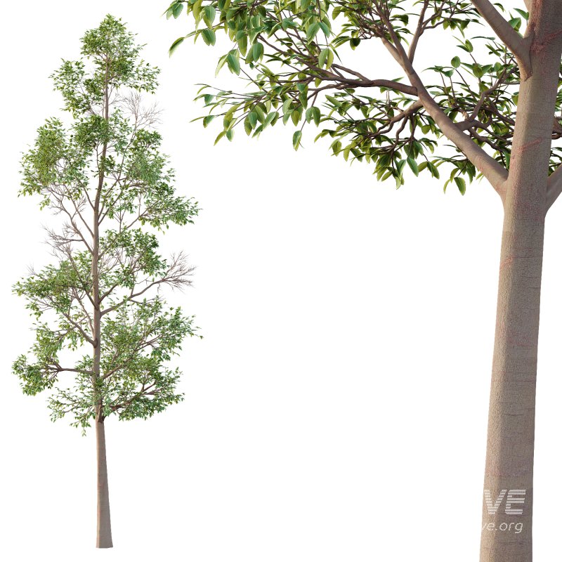 Eucalyptus Robusta Trees 04 - Image 4