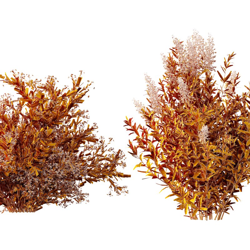 AV 7 different bush Linaria Vulgaris Yellow Toadflax and Gypsophila Paniculata Snowflake Breath - Image 8