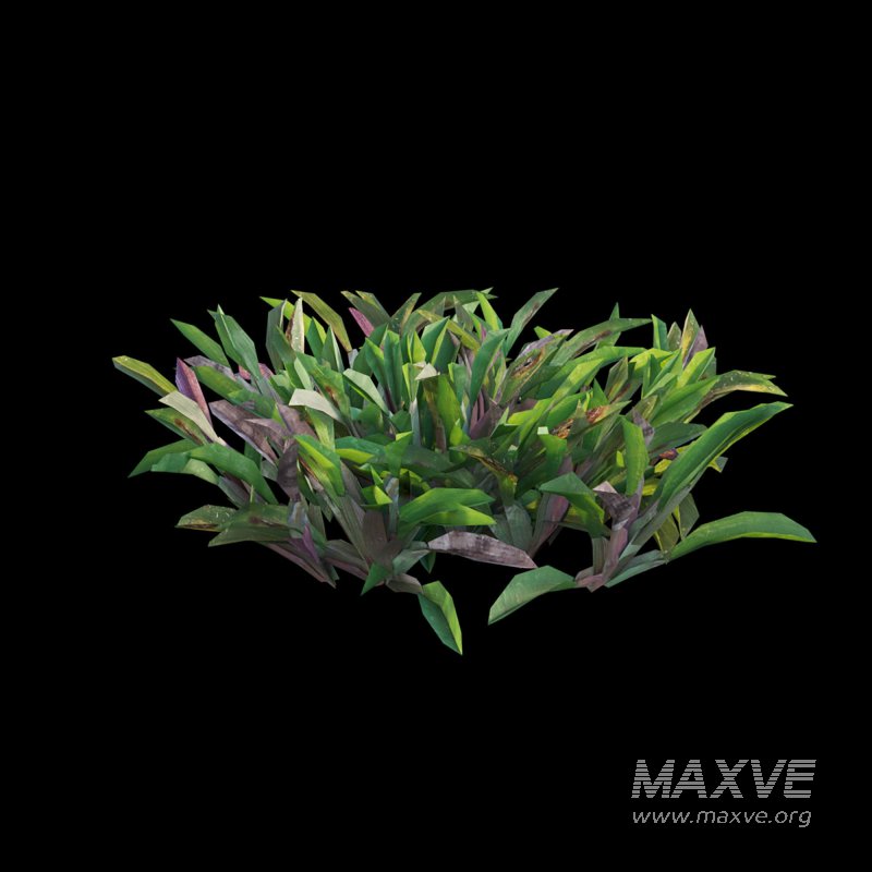 Axonopus compressus_cut_02 - Image 6