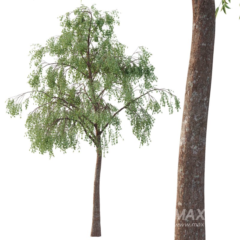 Eucalyptus Robusta Trees 06 - Image 4