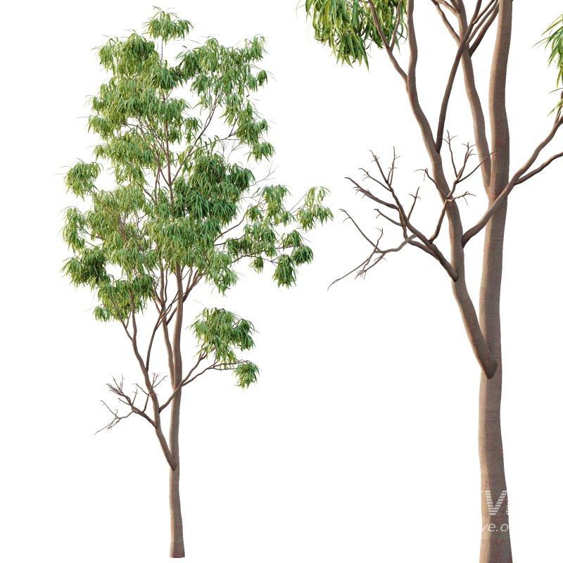 Eucalyptus Robusta Trees 02 - Image 3