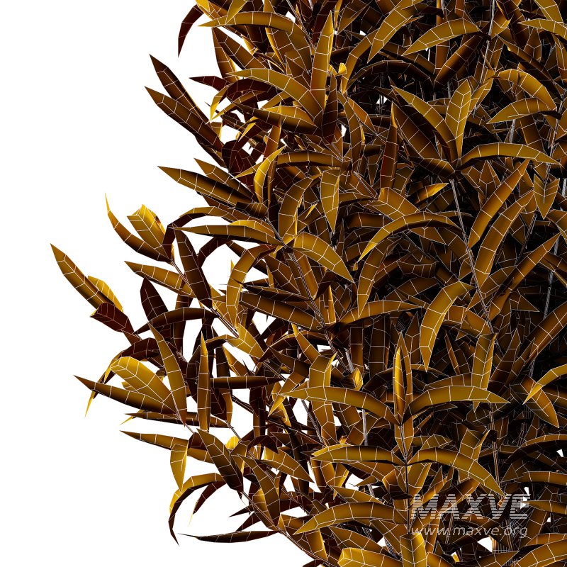 Sweet Viburnum Plant01 - Image 6