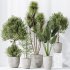 AV Indoor plants set 184 Mission Leccino Arbequina Olive and Cunjevoi Alocasia Jardin and Alnus Glutinosa Alder and Yucca Elephantipes Gigantea - Thumbnail 3