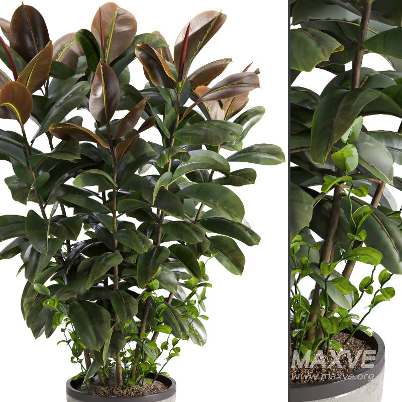 Indoor plant 05 - Image 5