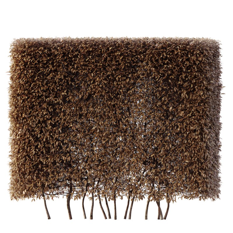 AV Plants Dwarf Yaupon Holly Box Hedge Winter Snow - Image 2