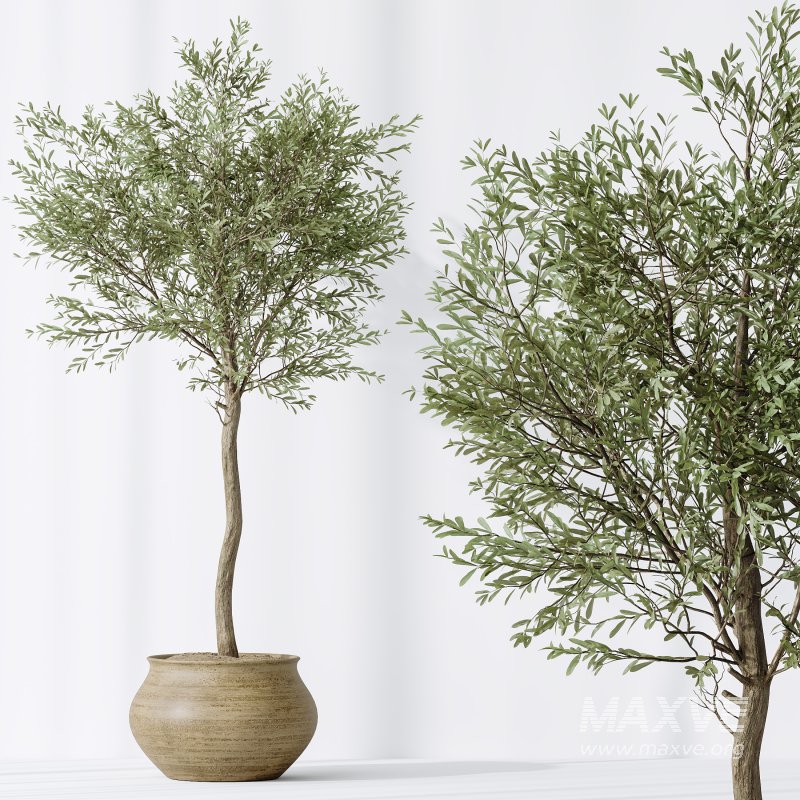 AV Indoor plants set 181 Alocasia Elefantenohr Wentii and Briful Pachira Aquatica Grand Artificiel and Olive Elegant Mission - Image 9