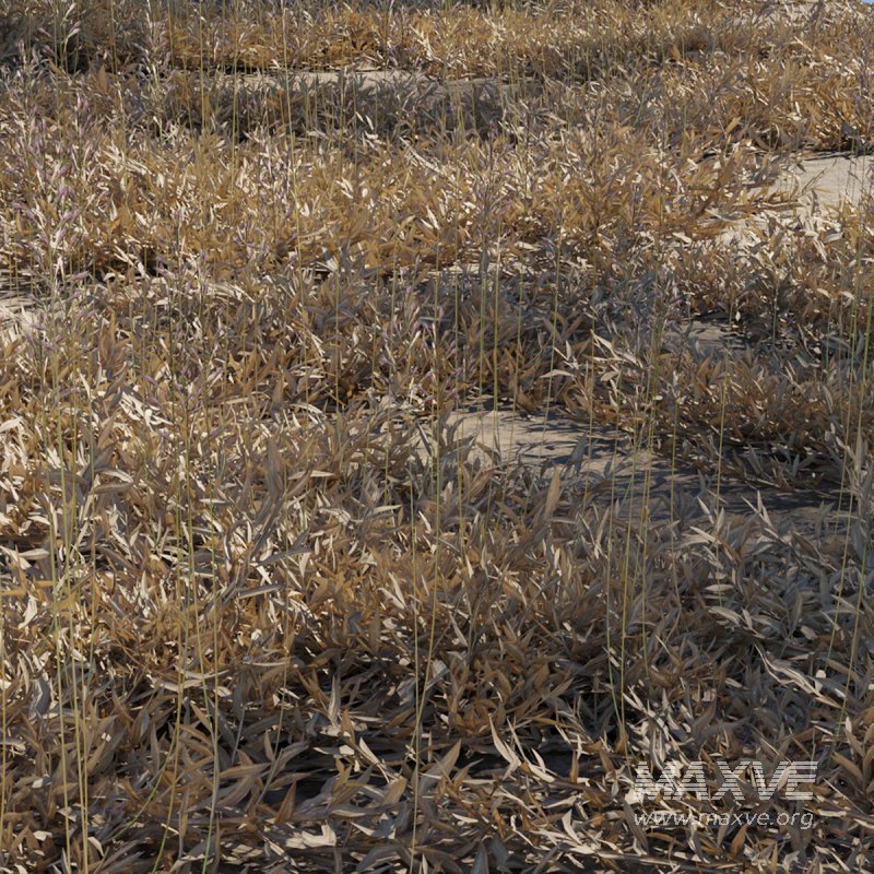 Chrysopogon aciculatus – dry 01 - Image 2