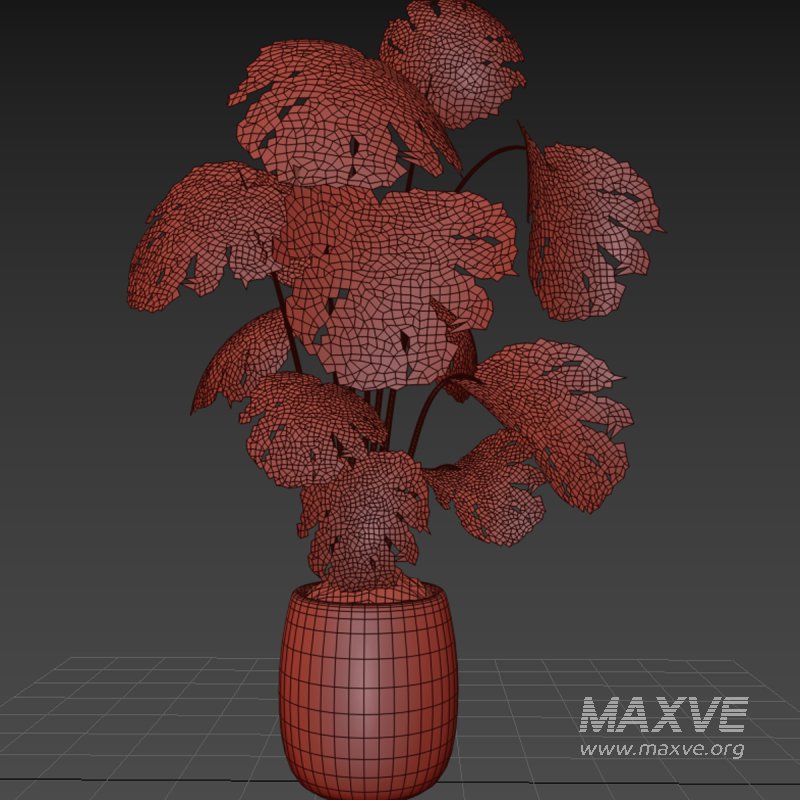 Indoor plant 07 - Image 3