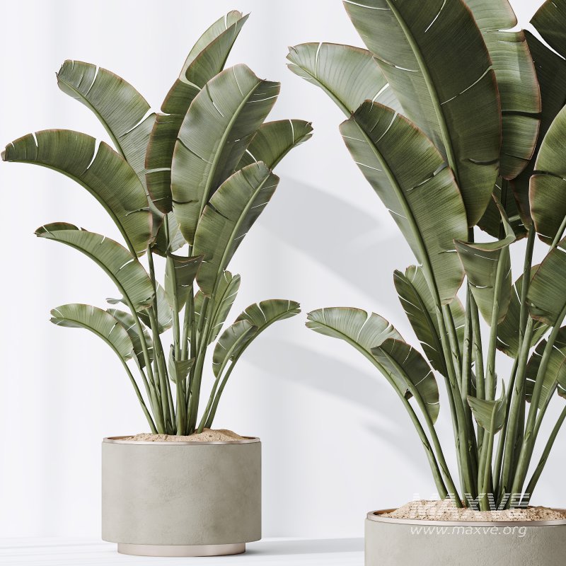 AV Indoor plants set 185 Olive Elegant Mission and Mandarin Citrus Fruit Orange Tree and Areca Palm and Ravenala Banana Strelitzia Nicolai - Image 8