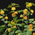 Lantana camara - Thumbnail 5