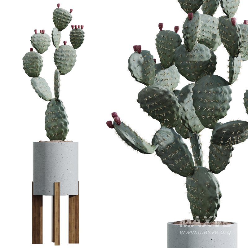 AV HousePlants Cactus Opuntia Tree - Image 3