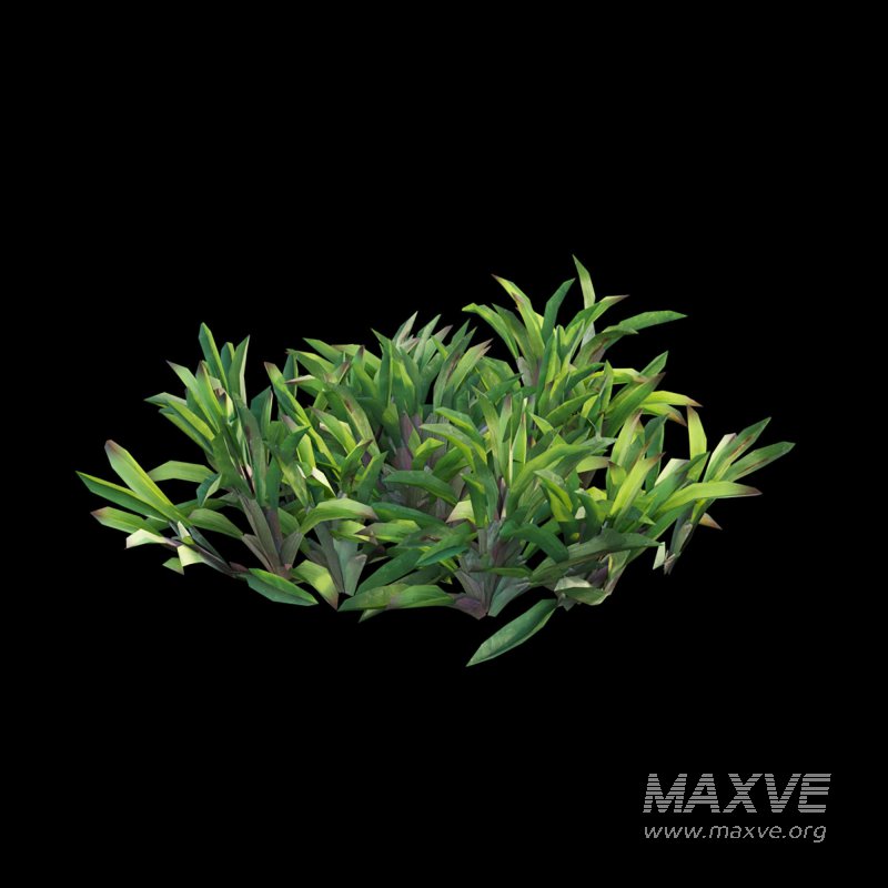 Axonopus Compressus Set 01 - Image 5