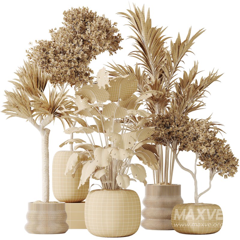 AV Indoor plants set 183 Olive Tree and Yucca Elephantipes Gigantea and Areca Palm and Giant Monstera Deliciosa - Image 10