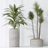 AV Indoor plants set 183 Areca Majesty Palm and ParadiseBird and Lemon Lime Cane Dragon and Olive Artificial and Aloifolia Rostrata Palm - Thumbnail 7