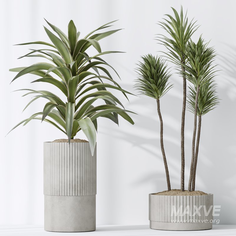 AV Indoor plants set 183 Areca Majesty Palm and ParadiseBird and Lemon Lime Cane Dragon and Olive Artificial and Aloifolia Rostrata Palm - Image 7