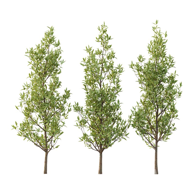 Sweet Viburnum Plant02 - Image 3