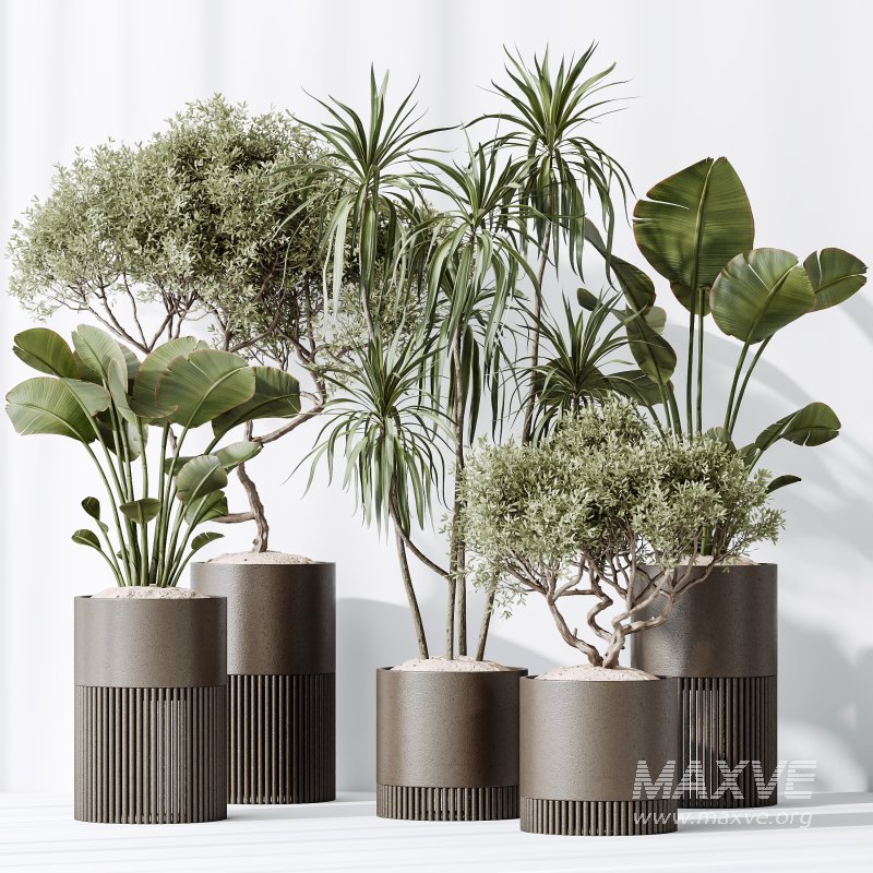 AV Indoor plants set 178 Mission Arbequina Olive and Ravenala Banana and Dracaena Lemon Lime Cane Dragon - Image 6