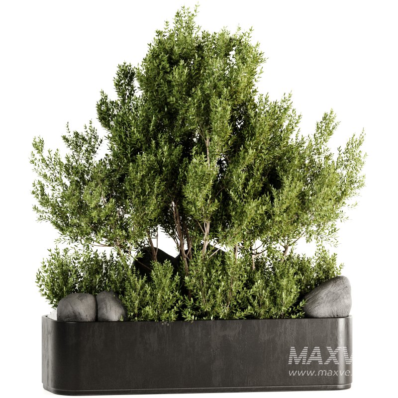 Indoor plants-Pot and tree set168 - Image 4