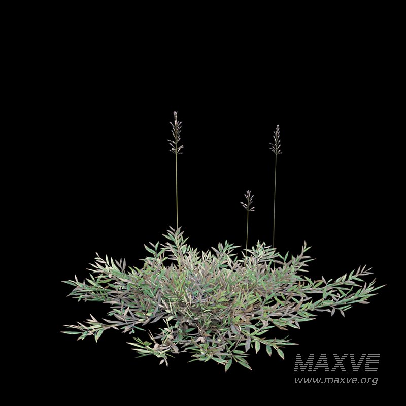 Chrysopogon aciculatus – dry 03 - Image 6