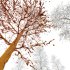 AV Plants Carpinus Betulus Winter Snow - Thumbnail 4