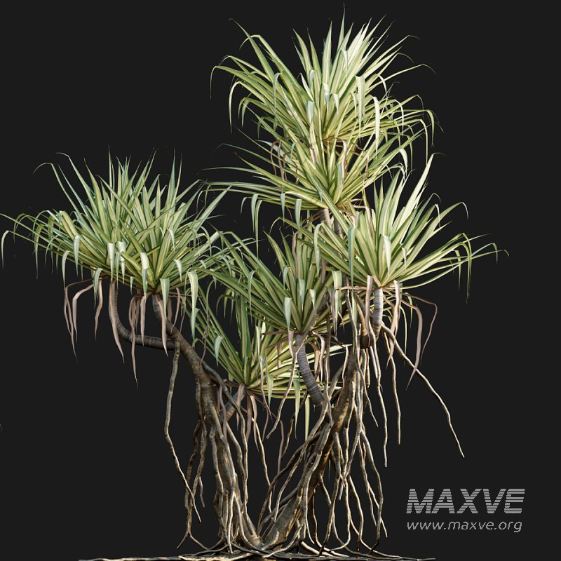 Pandanus baptistii – Variegated Dwarf Pandanus 02 - Image 3