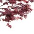 Japanese maple – Acer palmatum 01 - Thumbnail 2
