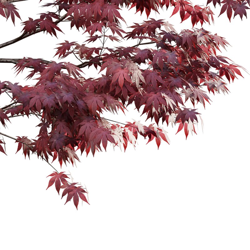 Japanese maple – Acer palmatum 01 - Image 2