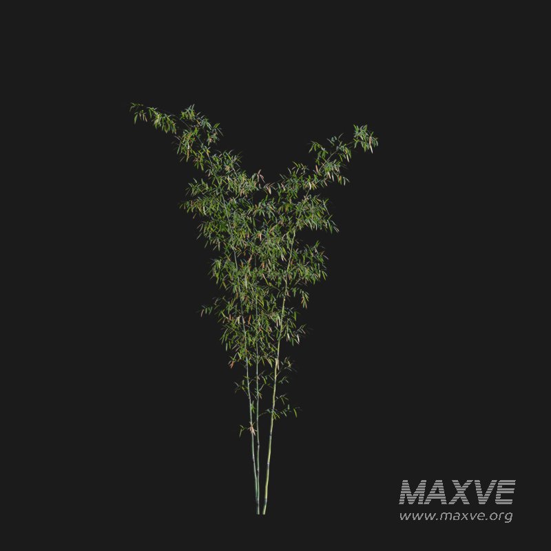 Bamboo – Bambusa lako 02 - Image 3