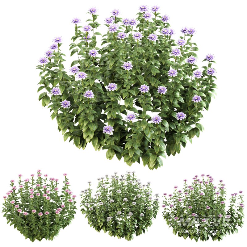 ornamental bush bloom - Image 7