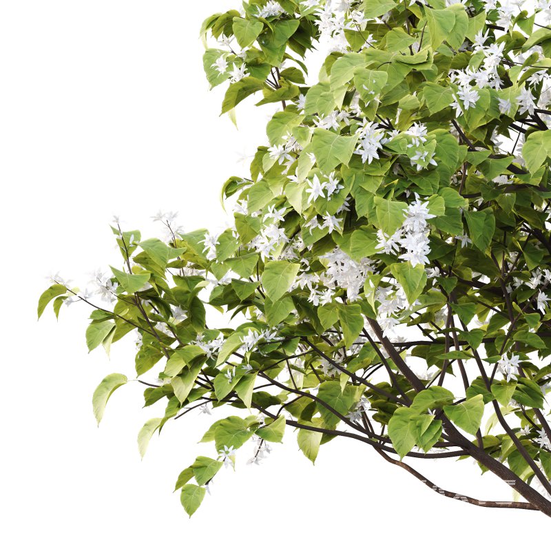 Catalpa Ovata Tree 05 - Image 2