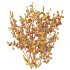 AV Plants Kapebonavista Pachystachys Lutea Golden Shrimp Winter Snow - Thumbnail 3