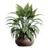 AV Indoor plants set 182 Mission Kalamata Leccino Arbequina Wilsonii Chemlali Olive and Alocasia - Thumbnail 5