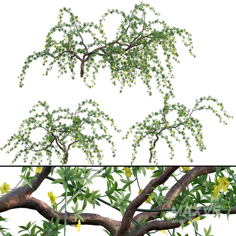 Allamanda cathartica – Golden Trumpet - Image 1