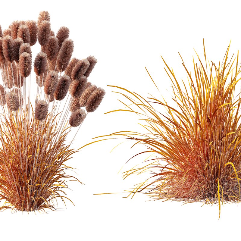 AV 6 different grasses Pennisetum Alopecuroides Lampenputzergras Fountain Hameln and Carex Elata Aurea Grass Version2 - Image 13