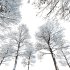 AV Plants Oak Tree Winter Snow Tree - Thumbnail 3
