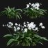 Eucharis grandiflora – Amazon Lily - Thumbnail 2