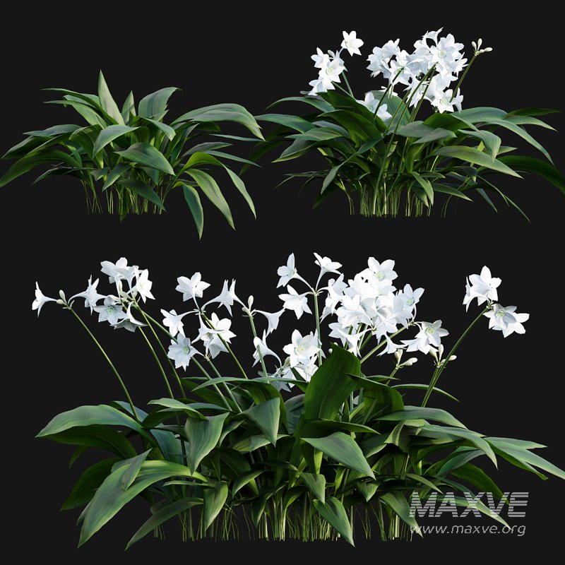 Eucharis grandiflora – Amazon Lily - Image 2
