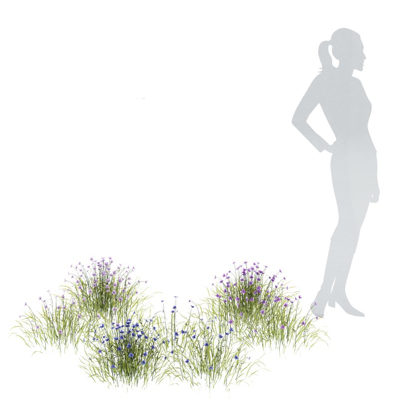 AV Spring flowering grasses Fringe lily and Libertia Grandiflora - Image 12