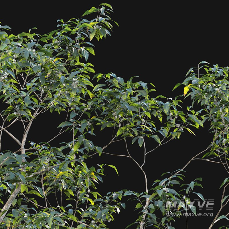Osmanthus fragrans - Image 5