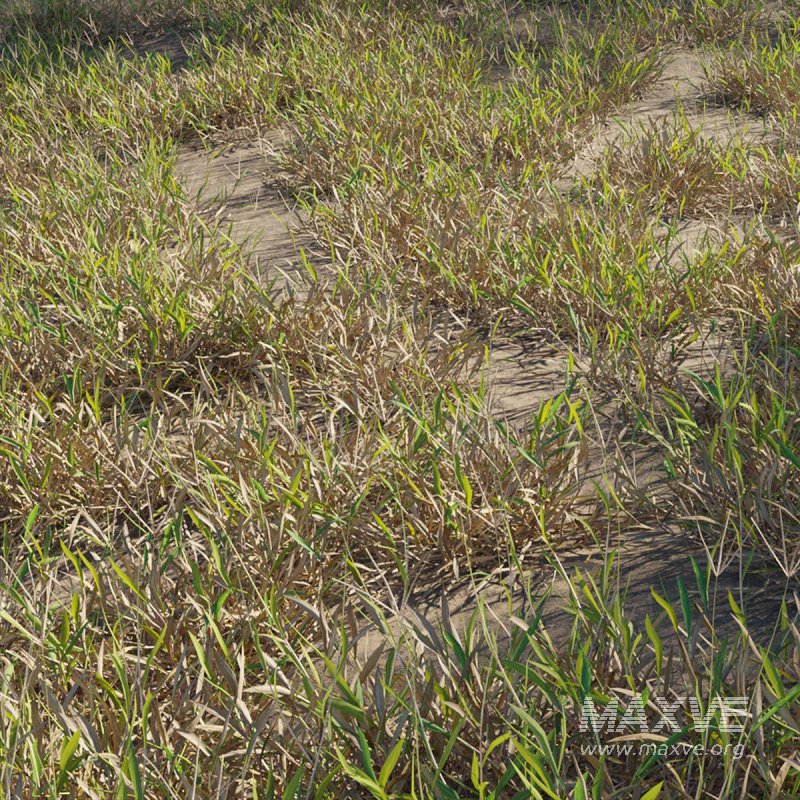 Cynodon dactylon – dry 01 - Image 1