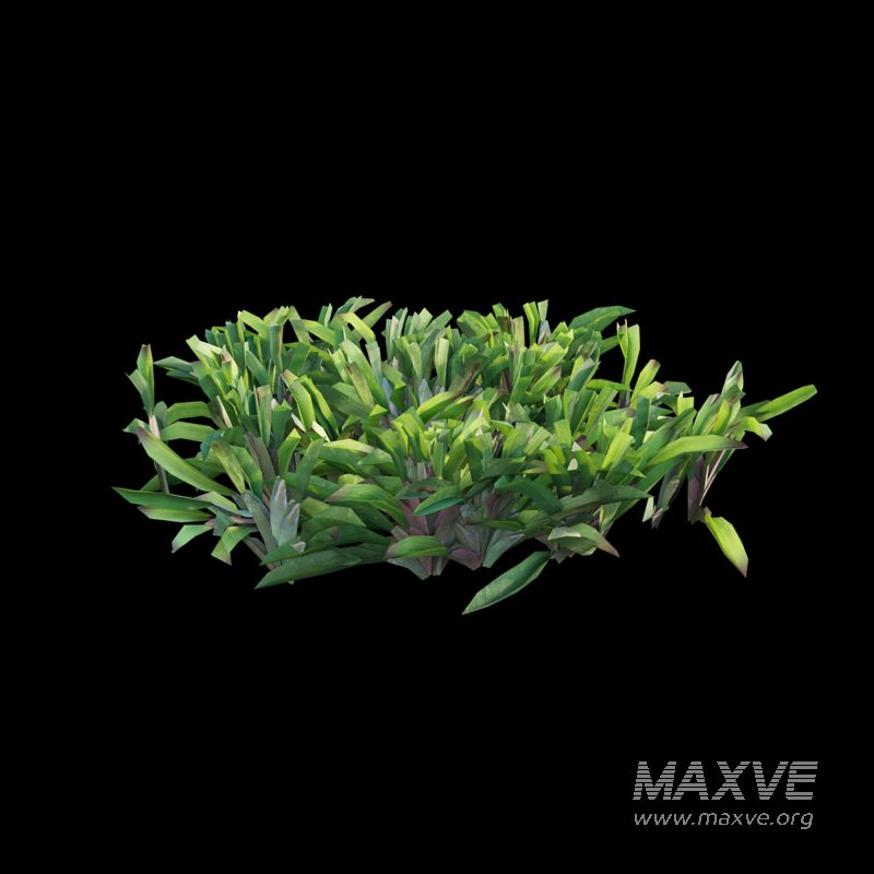 Axonopus compressus_cut_01 - Image 4