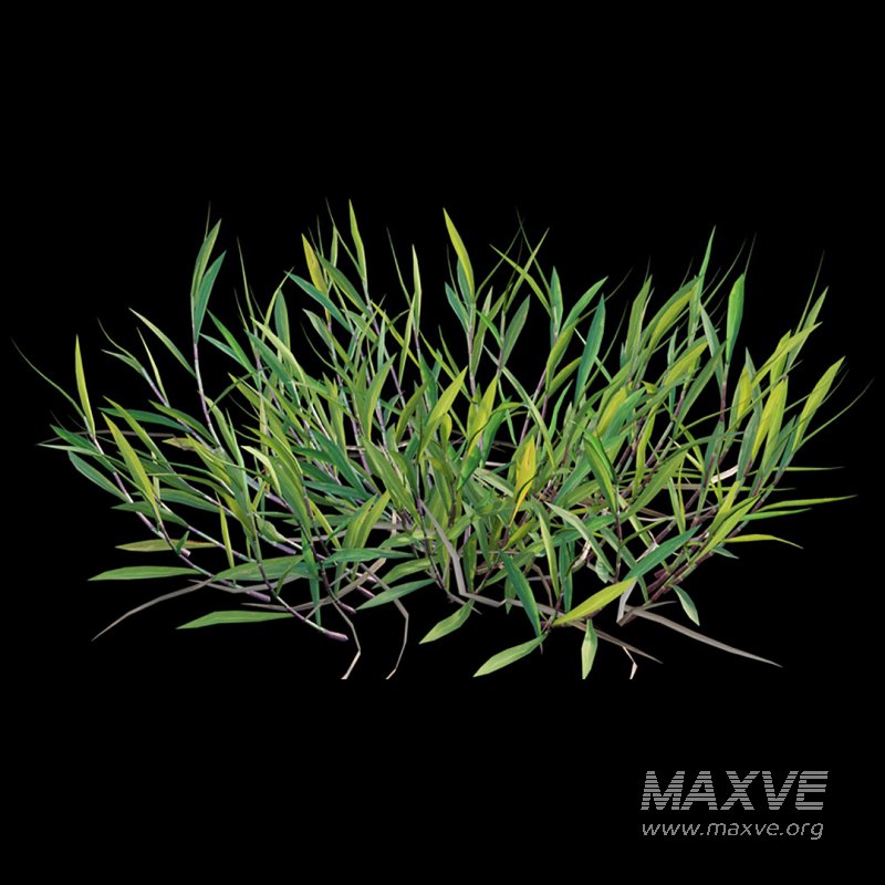 Cynodon dactylon – set 02 - Image 5