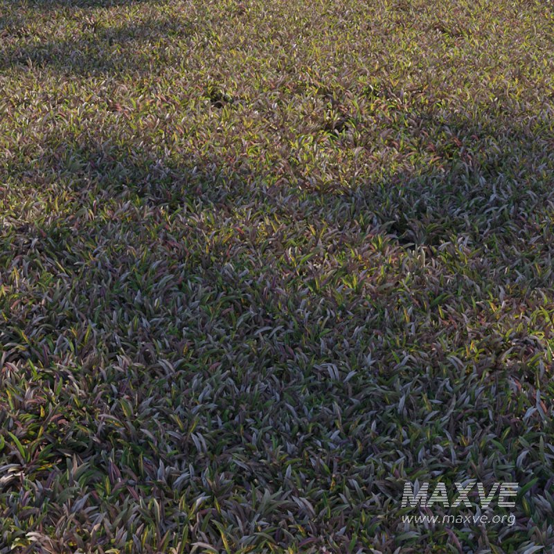 Axonopus compressus_old - Image 2