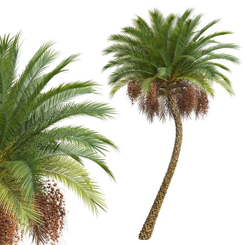 AV Sabal Palmetto Cabbage Palm and Phoenix Sylvestris Fruit palm tree - Image 6