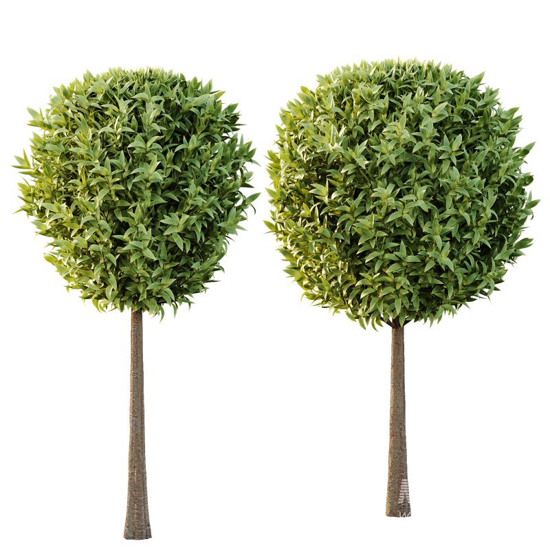 Sweet Viburnum Plant03 - Image 3