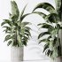 AV Indoor plants set 183 Areca Majesty Palm and ParadiseBird and Lemon Lime Cane Dragon and Olive Artificial and Aloifolia Rostrata Palm - Thumbnail 5